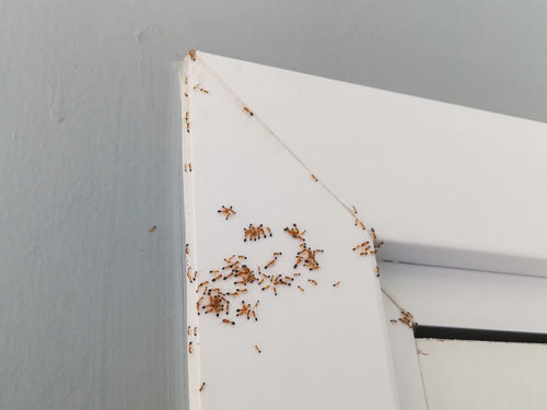 Preventing Ants from Entering Your Home