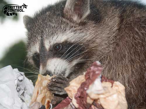 4 Raccoon Removal Tips