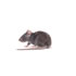 Rats