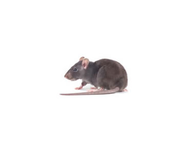 Rats