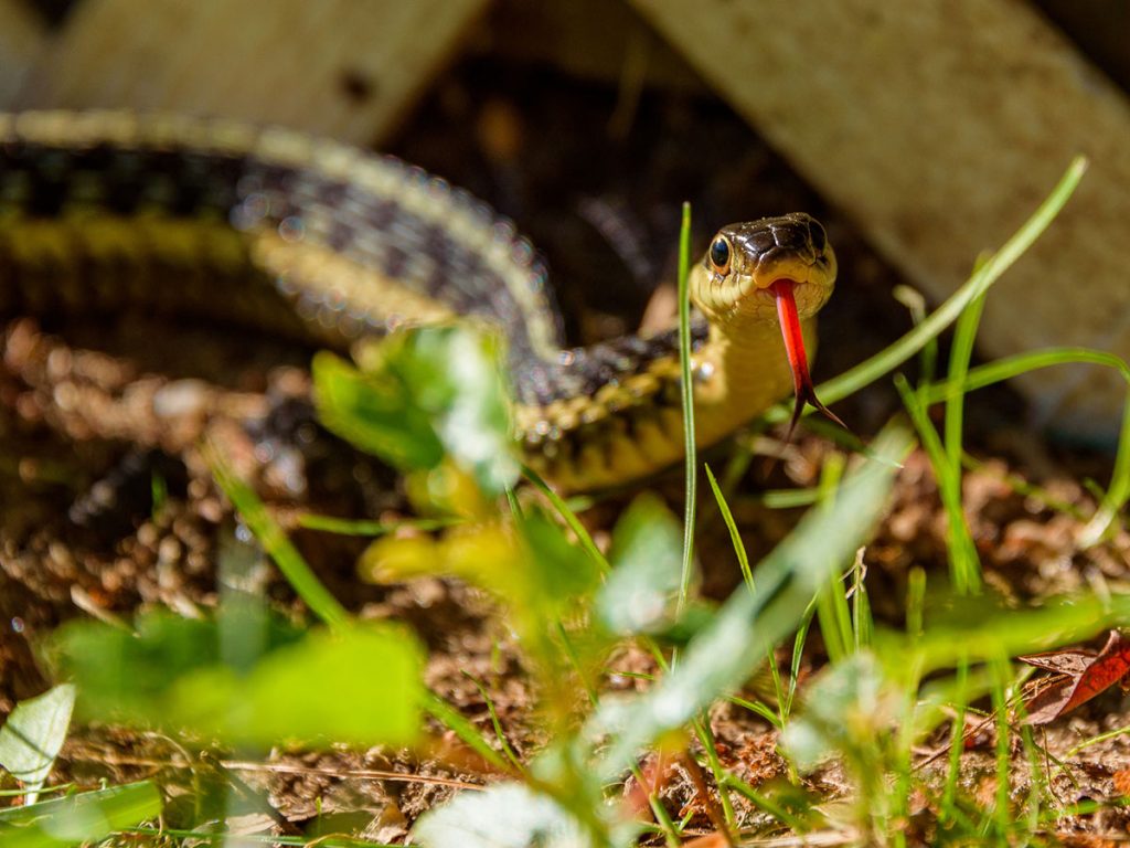 How to Safely Remove Snakes From Your Garden