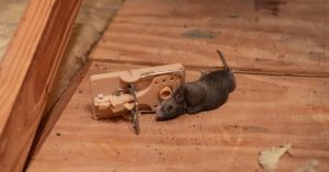 Lake Wales Mice Removal | Trapping | Control | Exterminator