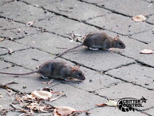 5 Signs You Have a Rat Infestation