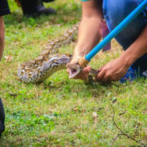 snake removal in polk county home