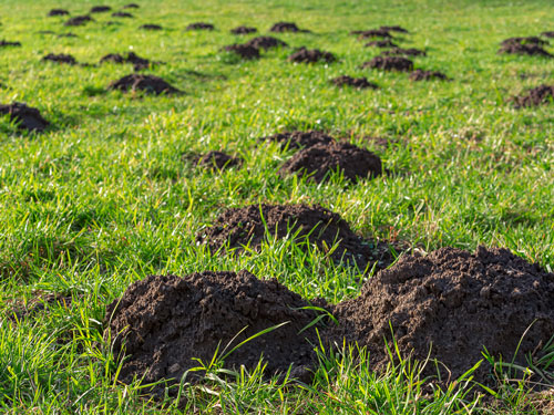 4 Tips and Tricks for Preventing Moles from Damaging Your Property