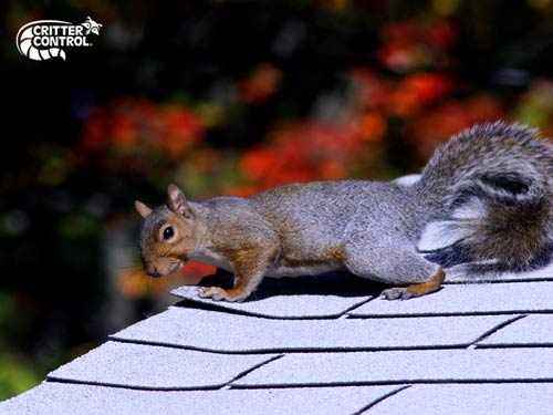 Ways to Keep Squirrels Off Your Roof