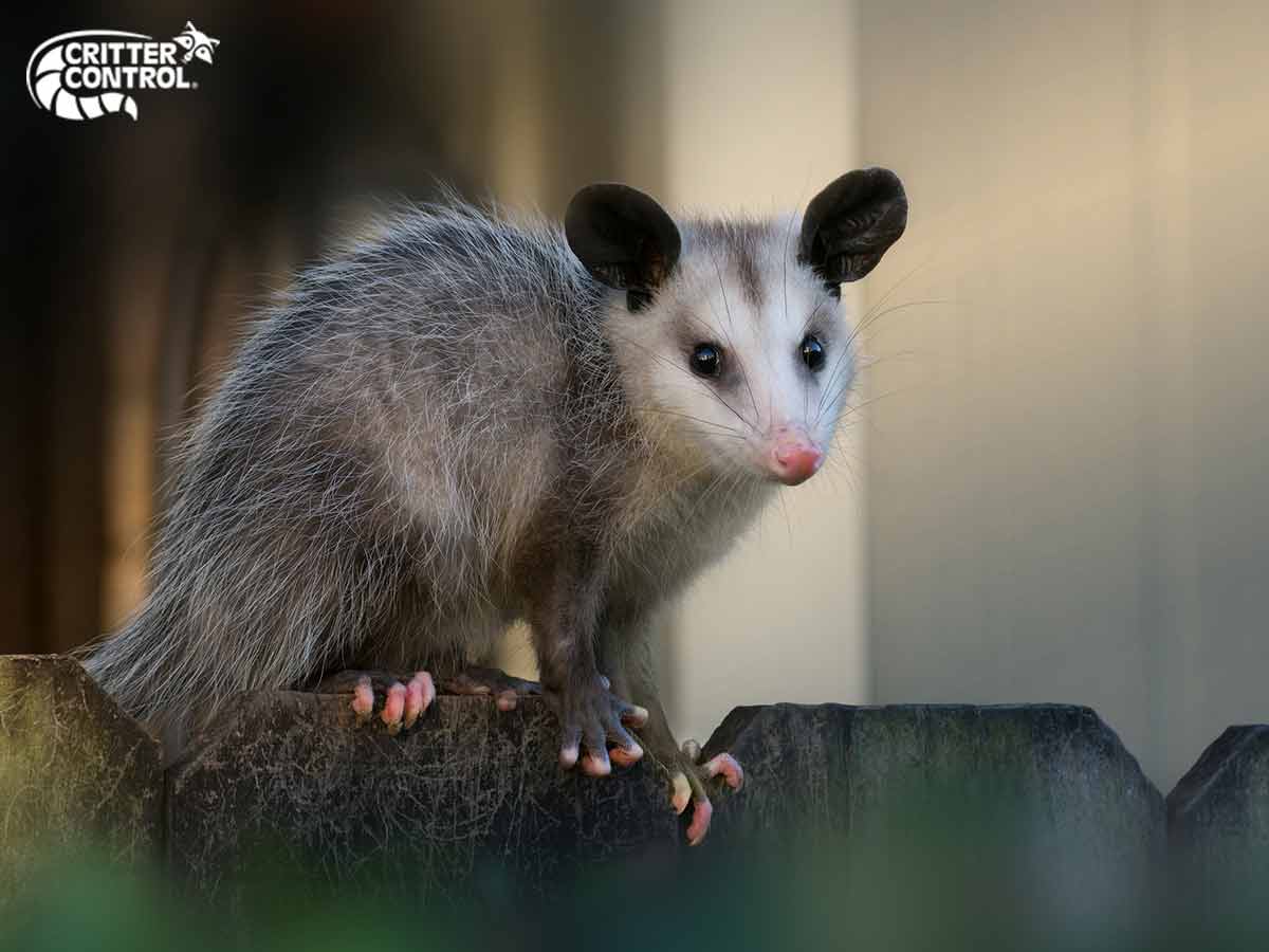 Possum Trap for Trapping Possums Humanely and Safely