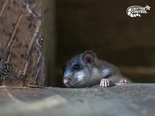 What Are the Most Effective Ways to Get Rid of Mice in the Attic?