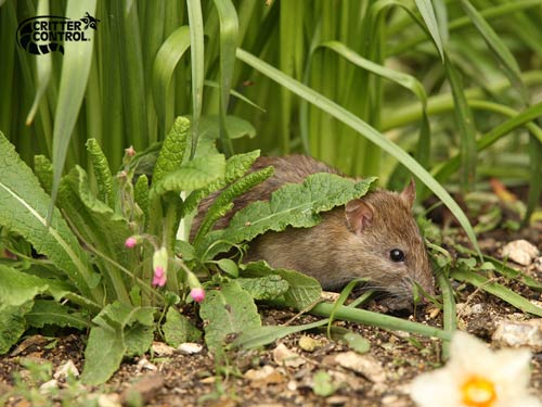 What Are the Safest Ways to Keep Rats Out of Your Yard?