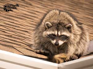 What Can I Plant to Keep Raccoons Away?