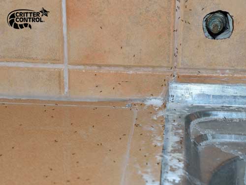 What Is Preventive Pest Control?
