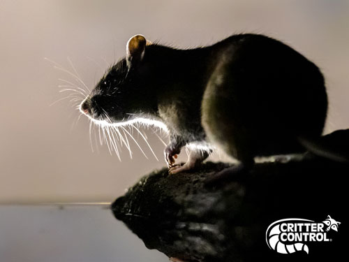 What Is the Best Home Remedy to Get Rid Of Rats?