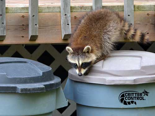What Is the Best Way to Get Rid of Raccoons?