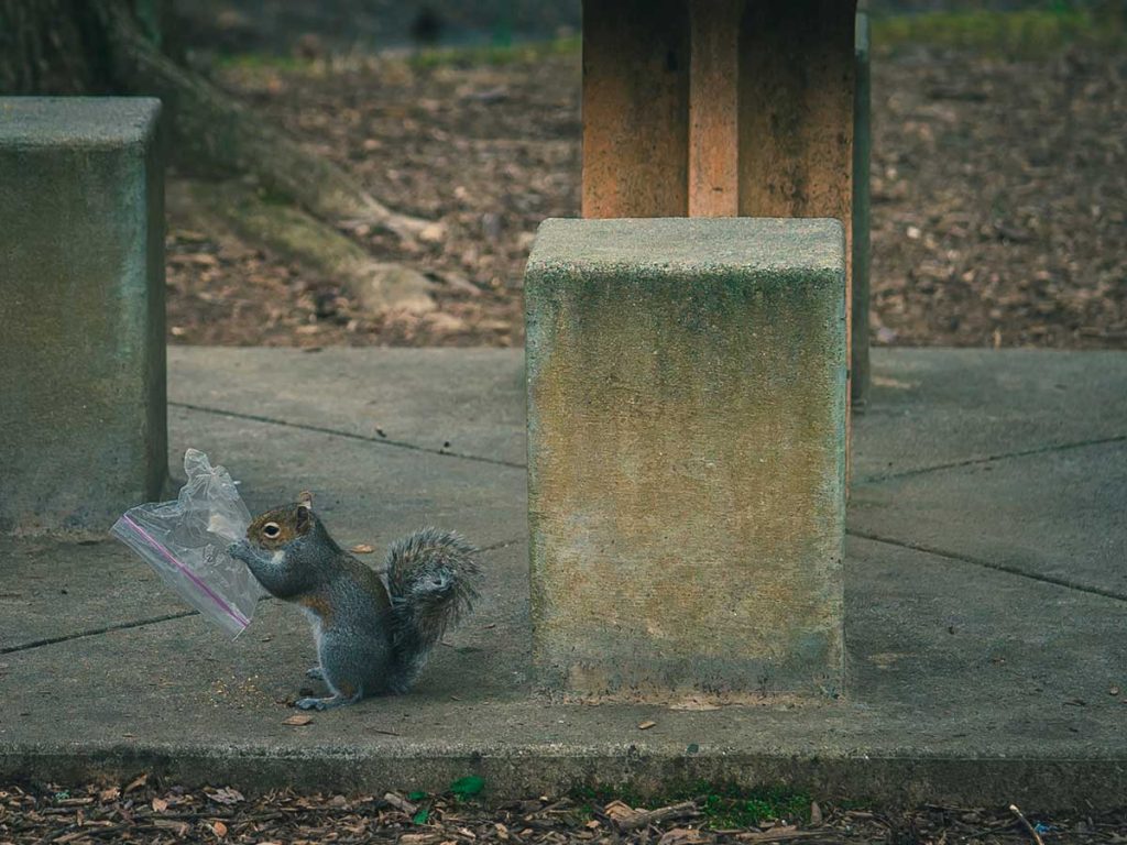 What Is the Best Way to Get Rid of Squirrels Outside?