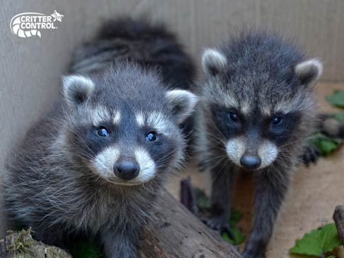 What Is the Gestation Period for a Raccoon?