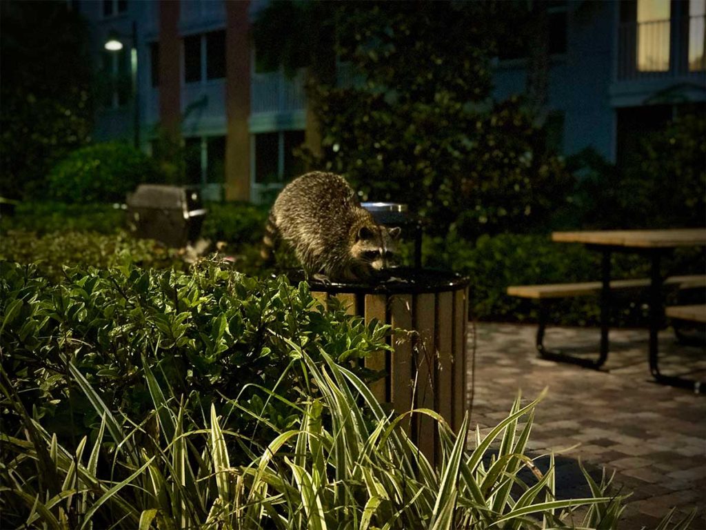 What to Do If a Raccoon Approaches You