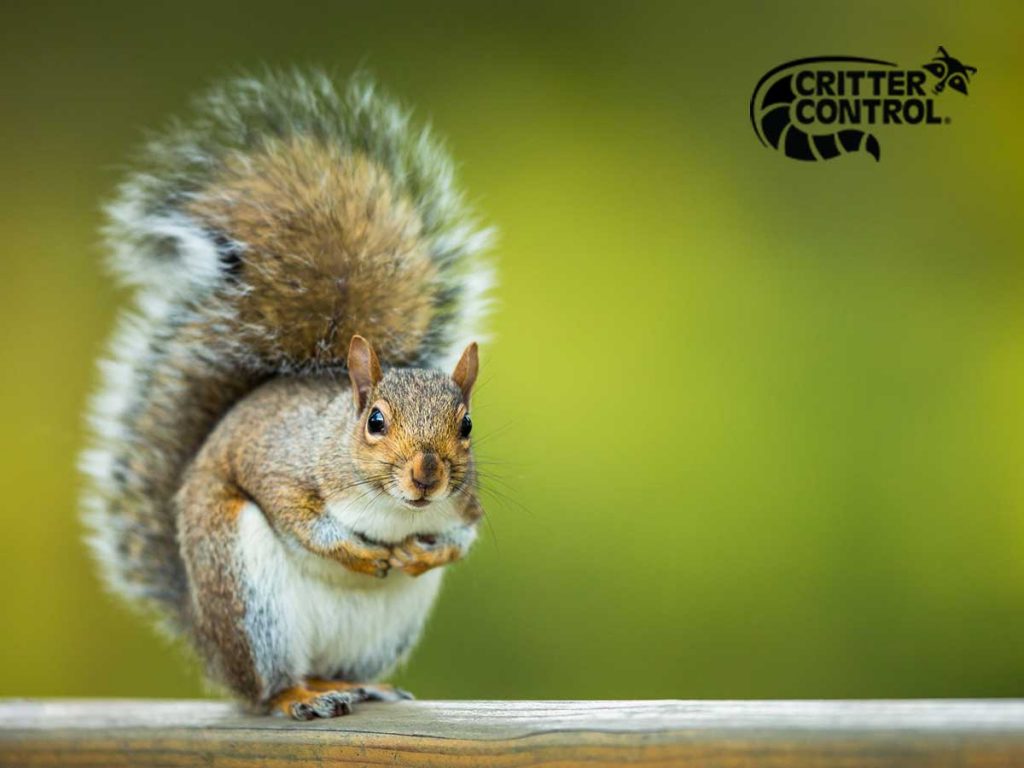 What to Do if Your Polk County Property Is Overrun by Squirrels?
