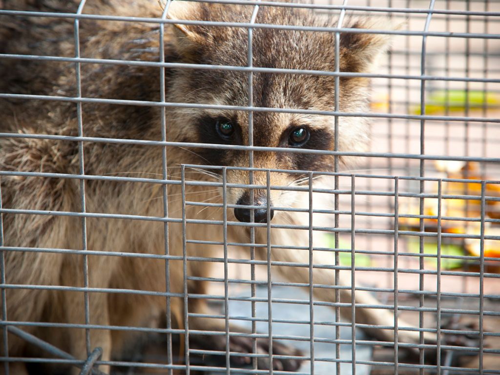 What to Do with a Trapped Raccoon
