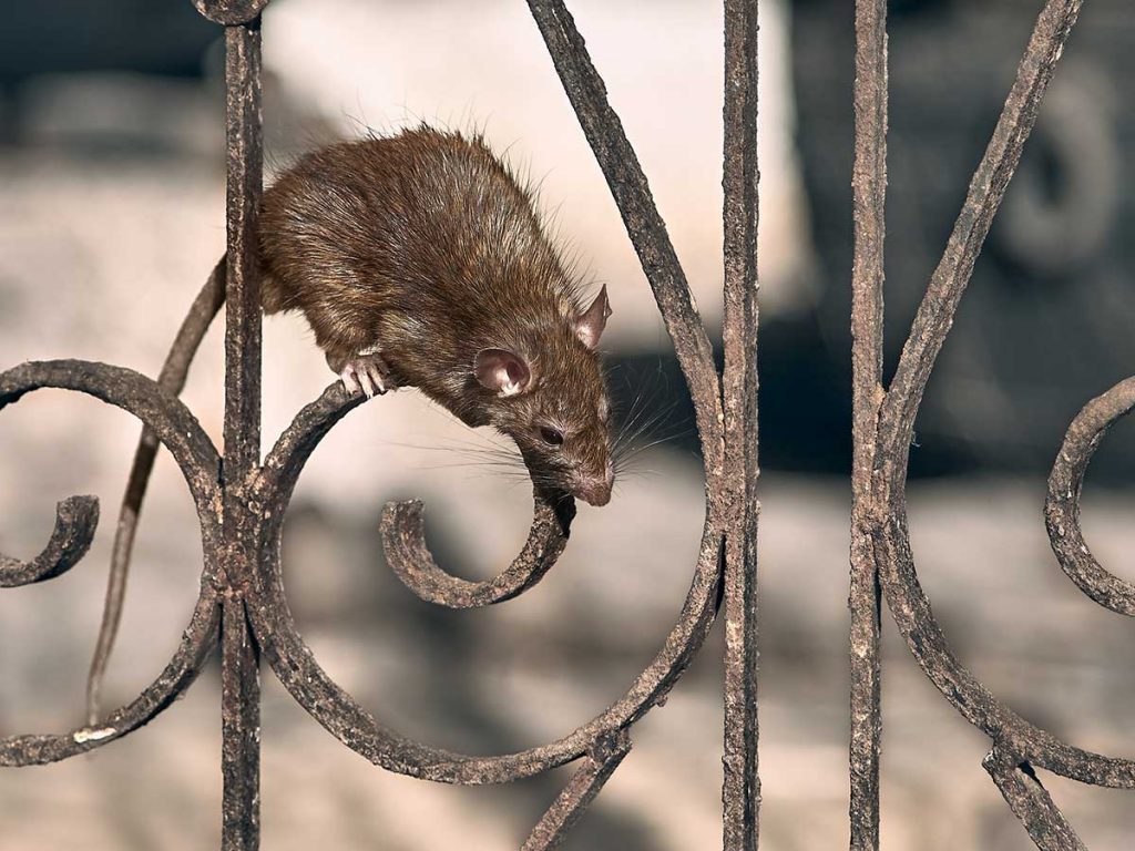 What's the Best Way to Get Rid of Rats Outside?