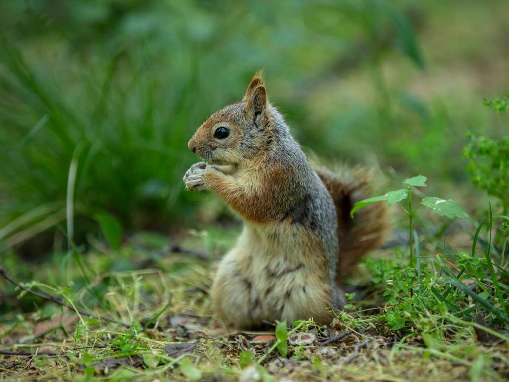 What’s the Best Way to Get Rid of Squirrels?