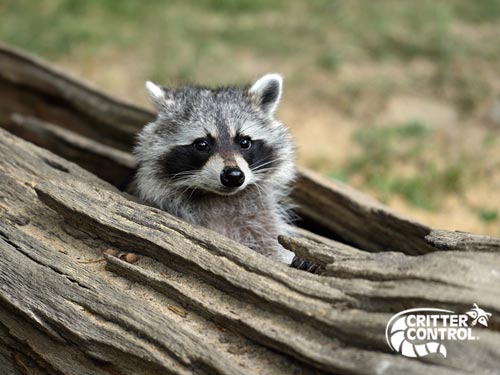 Where Do Raccoons Stay During the Day?